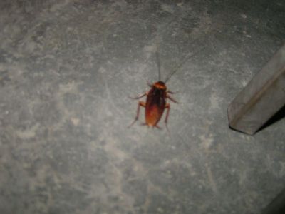 PICT1091.JPG